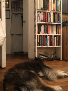 Marilú's dog and bookshelf